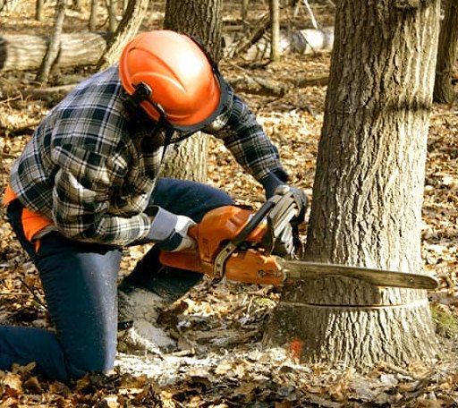 Tree Removal in Ovett, MS
